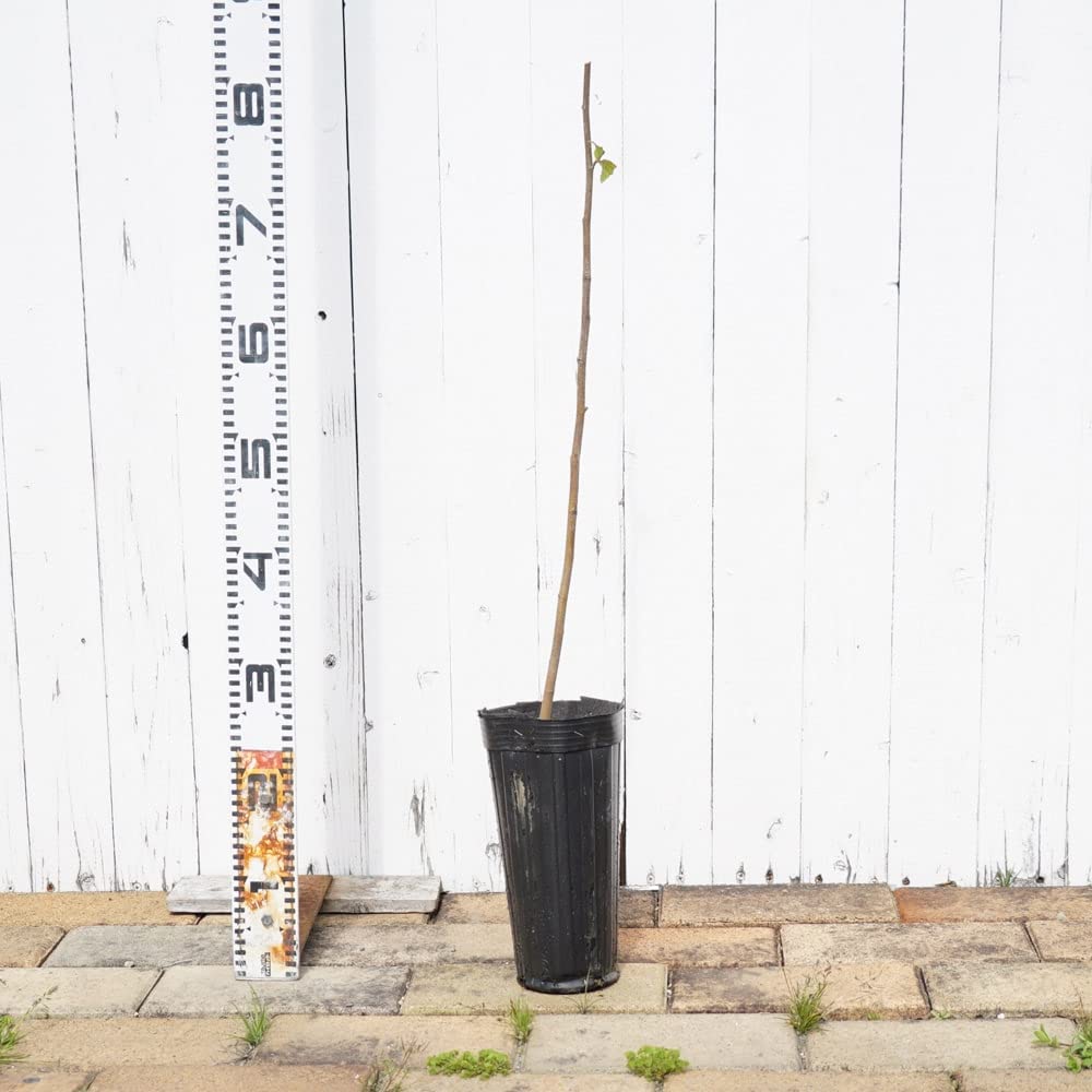 Amazon | 白樺 “シラカバ” 1年生ポット苗 庭木 落葉樹 シンボルツリー