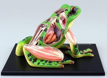 Amazon.co.jp: スカイネット 立体パズル 4D VISION 動物解剖 No.05