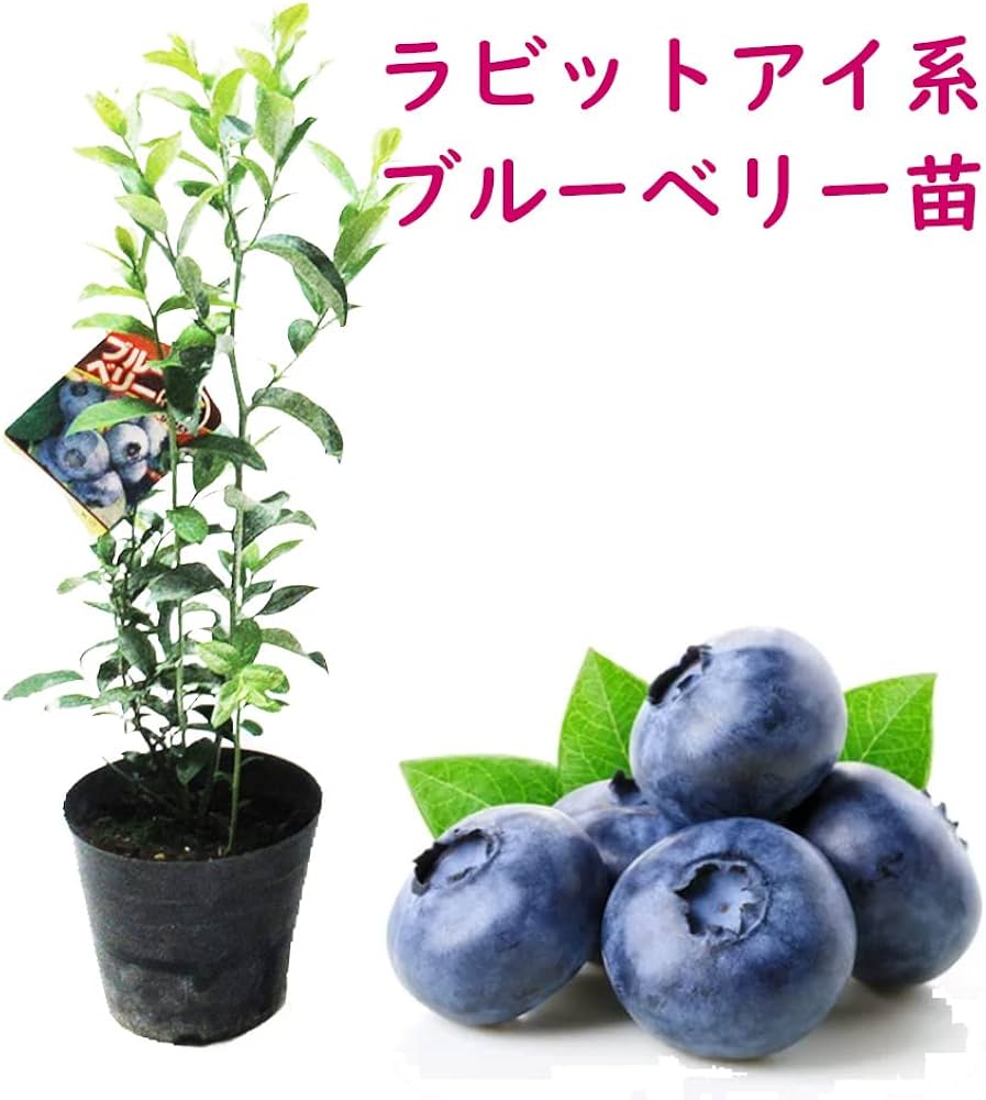 Amazon｜【 選べる 】ラビットアイ系 ブルーベリー【 フェスティバル