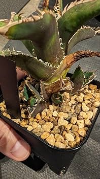 Amazon.co.jp: アガベ チタノタ 穿山甲センザンコウ 子株 台湾