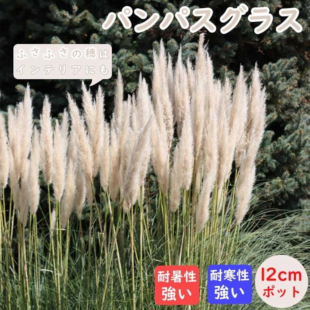 Amazon.co.jp: 宿根草 苗 パンパスグラス 12cmポット ボーダー