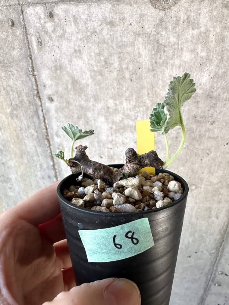 Amazon｜【現品限り】ペラルゴニウム・ミラビレ 挿し木【D68