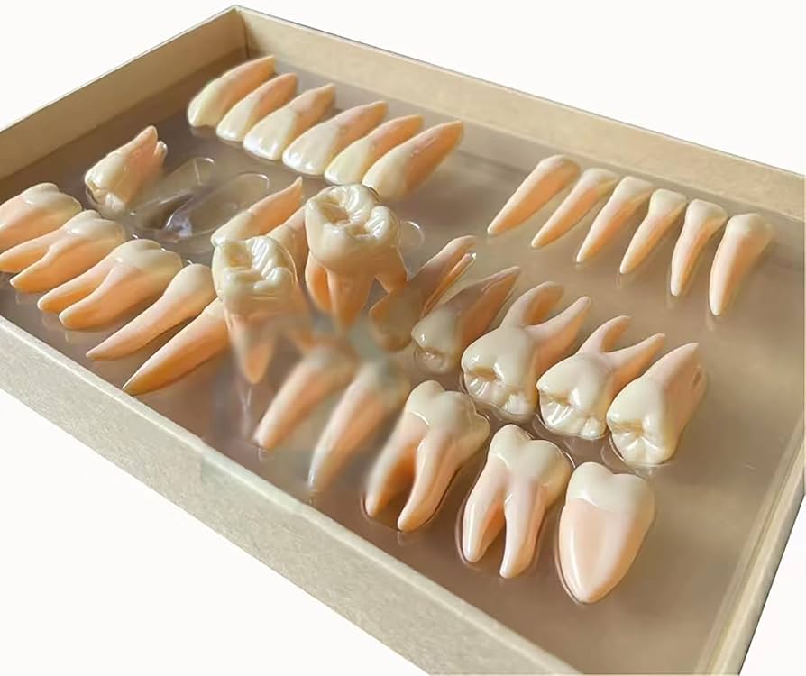 Amazon.co.jp: 歯模型 32本 歯科歯模型セット 収納ボックス付き 2.5倍