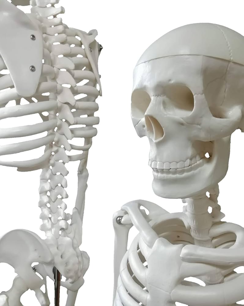 Amazon.co.jp: OWLIAN 1/2サイズ 全身骨格模型 レントゲン技師監修