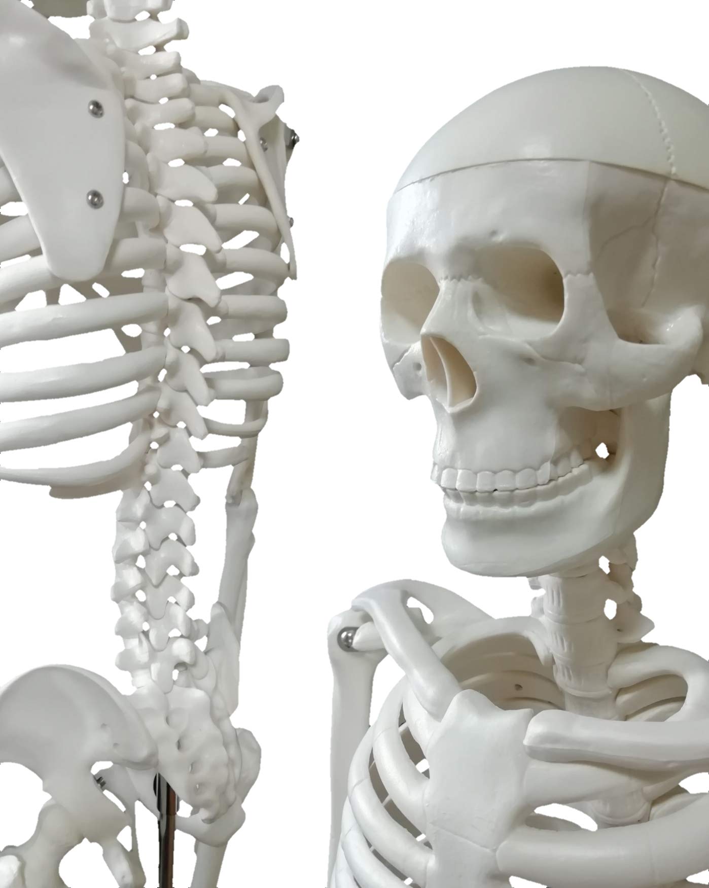 Amazon.co.jp: OWLIAN 1/2サイズ 全身骨格模型 レントゲン技師監修