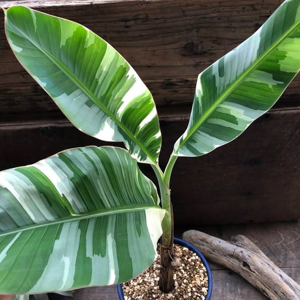 Amazon｜斑入りバナナ ムサ アエアエ(Musa Aeae) 斑入りバナナ｜観葉