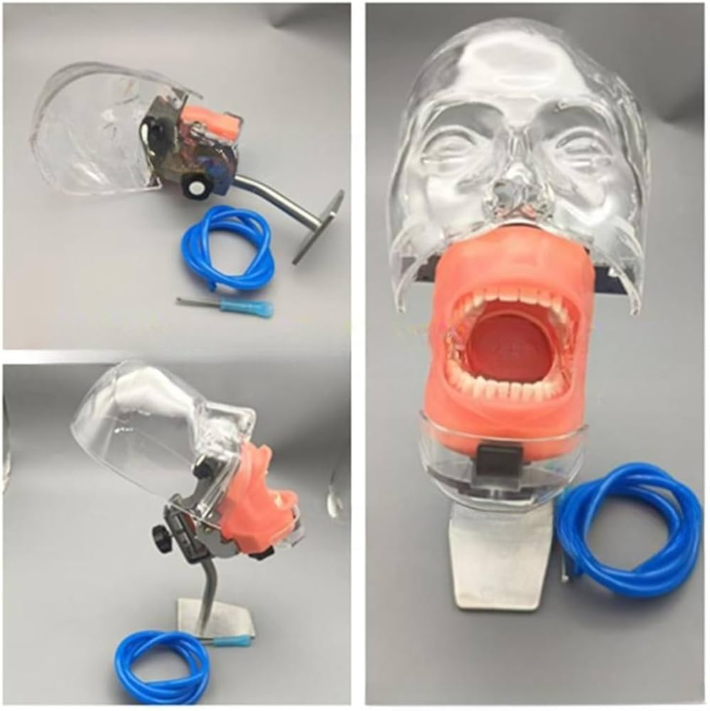 Amazon.co.jp: xixinxing 歯の模型 歯科用ファントムヘッドモデル 歯