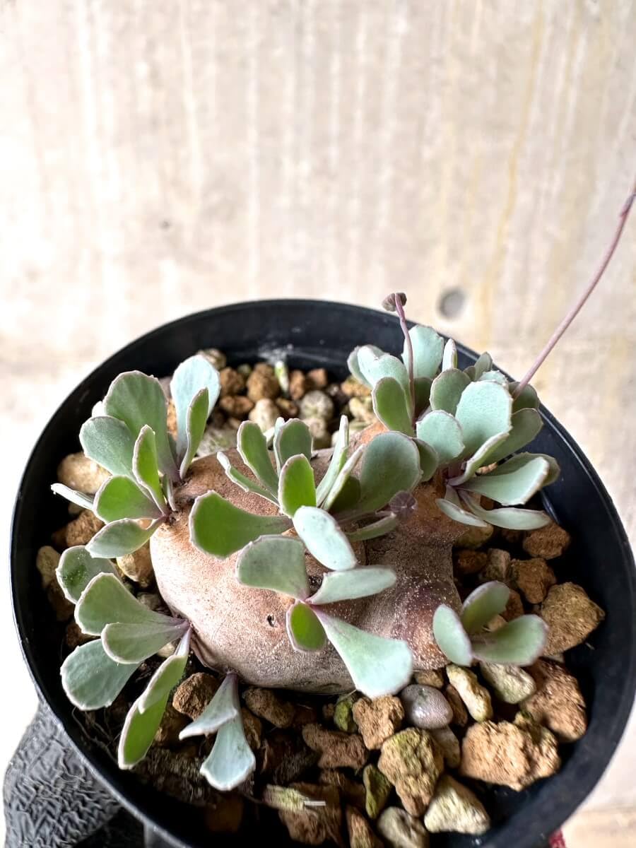 Amazon｜【現品限り】オトンナ・カカリオイデス 現地株 発根済み【O33