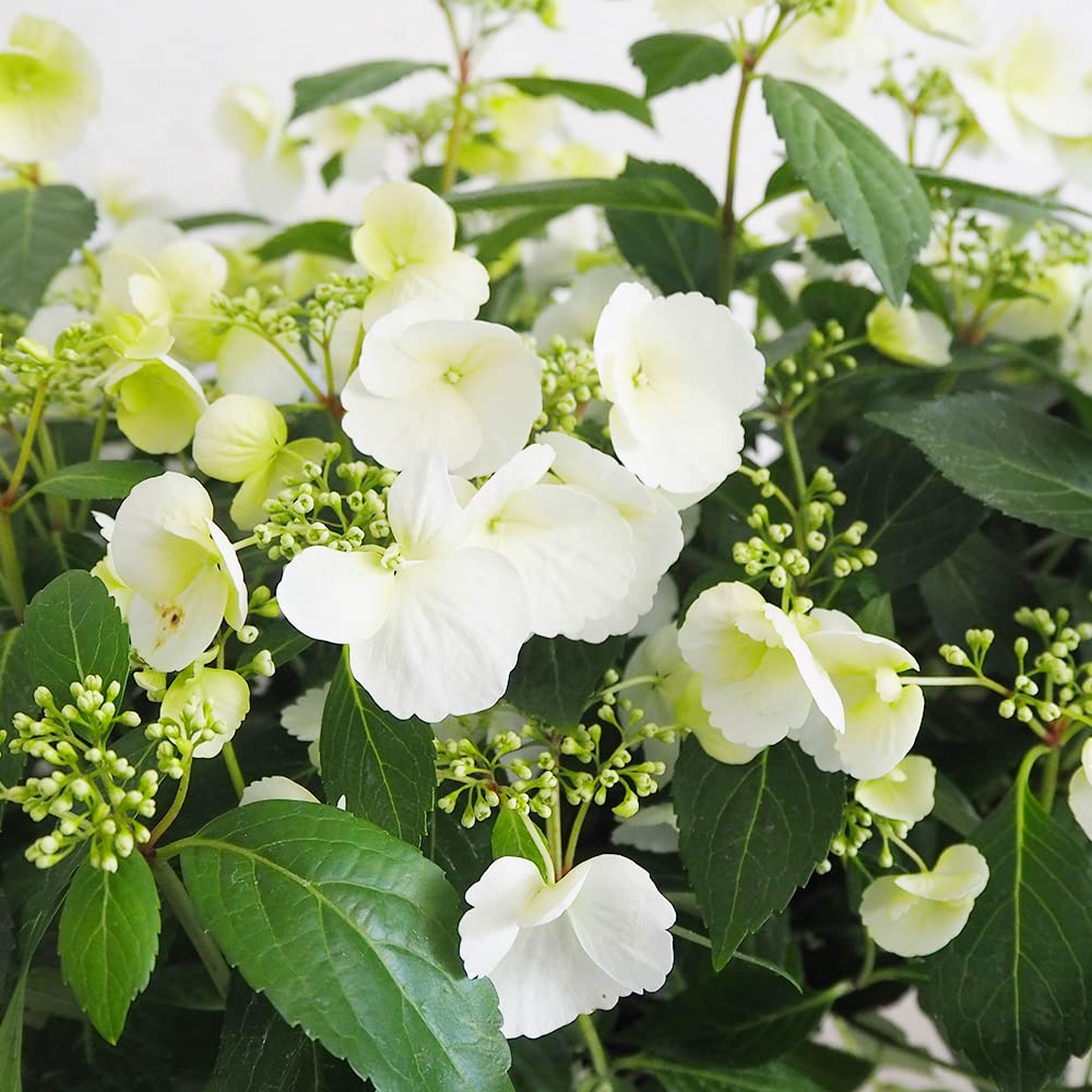 Amazon.co.jp: ITANSE アジサイ ラグランジア・ブライダル