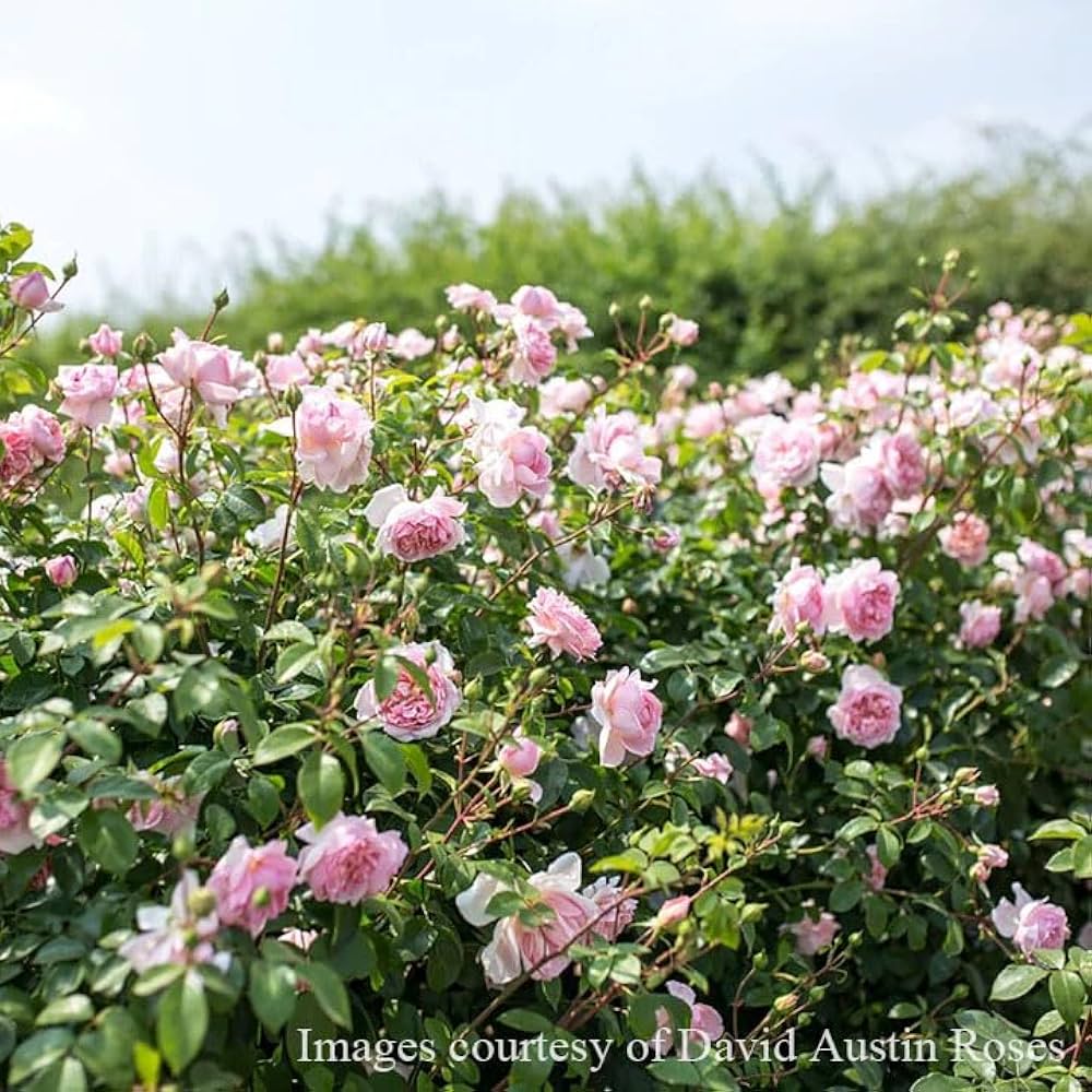 Amazon.co.jp: バラ苗 【ワイルドイブ】 (大苗) シュラブ 半つる性