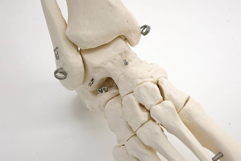 Amazon.co.jp: 寛骨まで含んだ下肢の骨模型です，股・膝・足首は動き