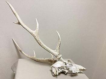 Amazon | シカの角鹿の角頭蓋骨付雄鹿ニホンジカハンティング