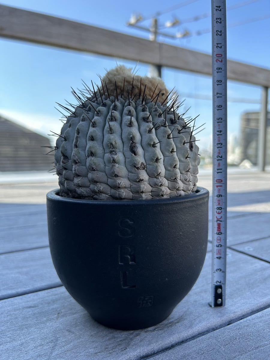 たかちゃん コピアポア コルムナアルバ 弧竜丸 発根済み たかちゃん