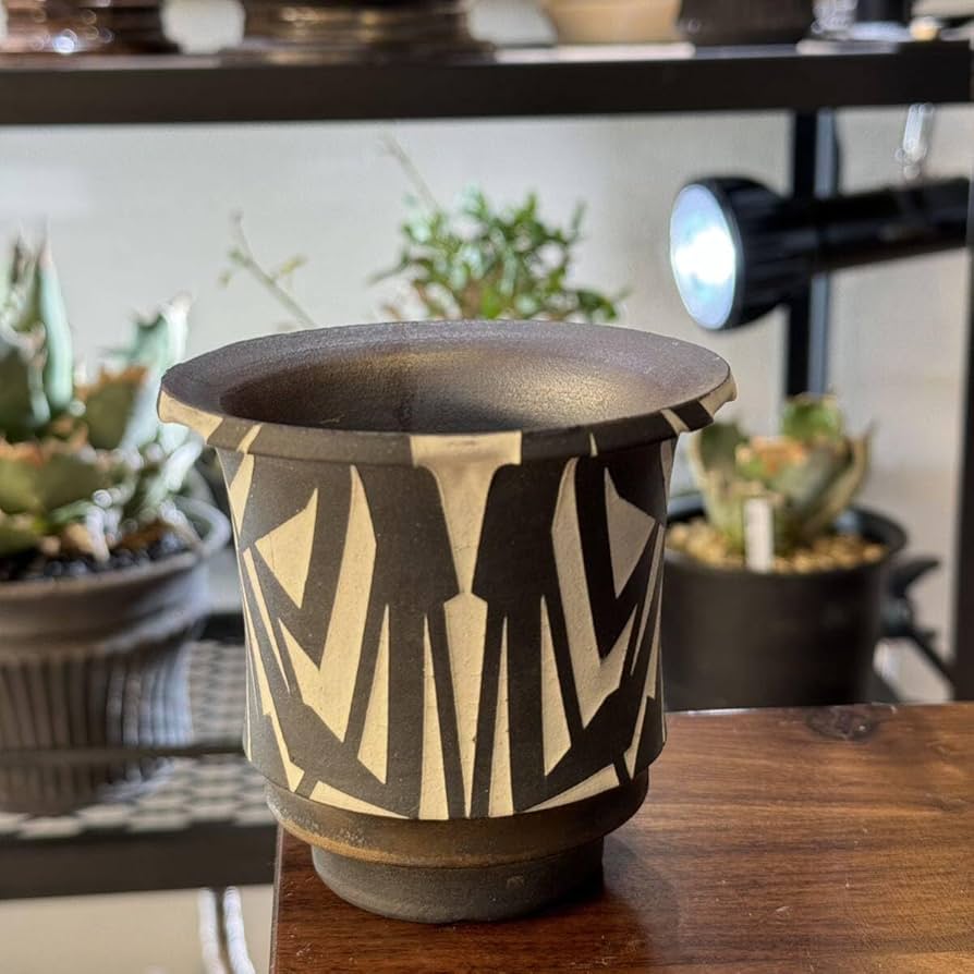 Amazon.co.jp: 大貫弘由岐 作家鉢 植木鉢 陶器鉢 コーデックス 塊根