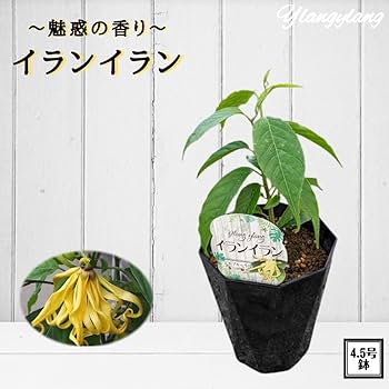 Amazon｜《イランイランの木 4.5号鉢》 希少熱帯植物 魅惑の香り｜観葉