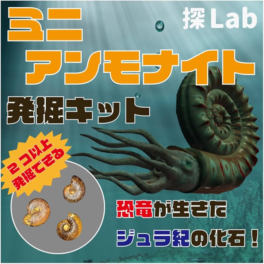 Amazon | 【恐竜が生きたジュラ紀の化石】ミニアンモナイト発掘キット