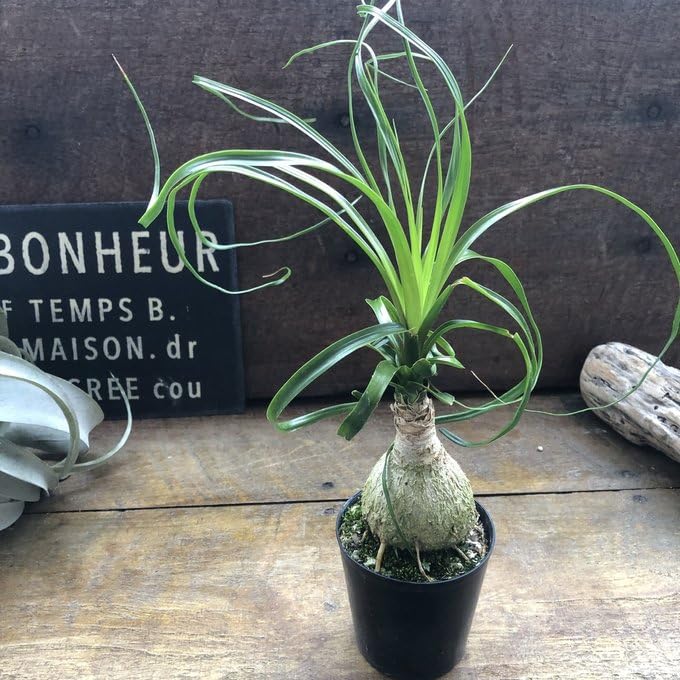 Amazon｜ポニーテール トックリラン ノリナ 観葉植物 おしゃれ｜観葉