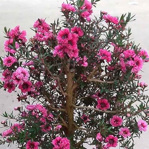 ギョリュウバイ」の人気商品一覧 | 安い商品を通販サイトから探す