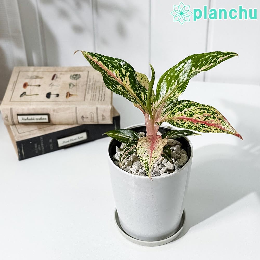 Amazon｜PLANCHU 観葉植物 アグラオネマ ピンクバタフライ 4号鉢