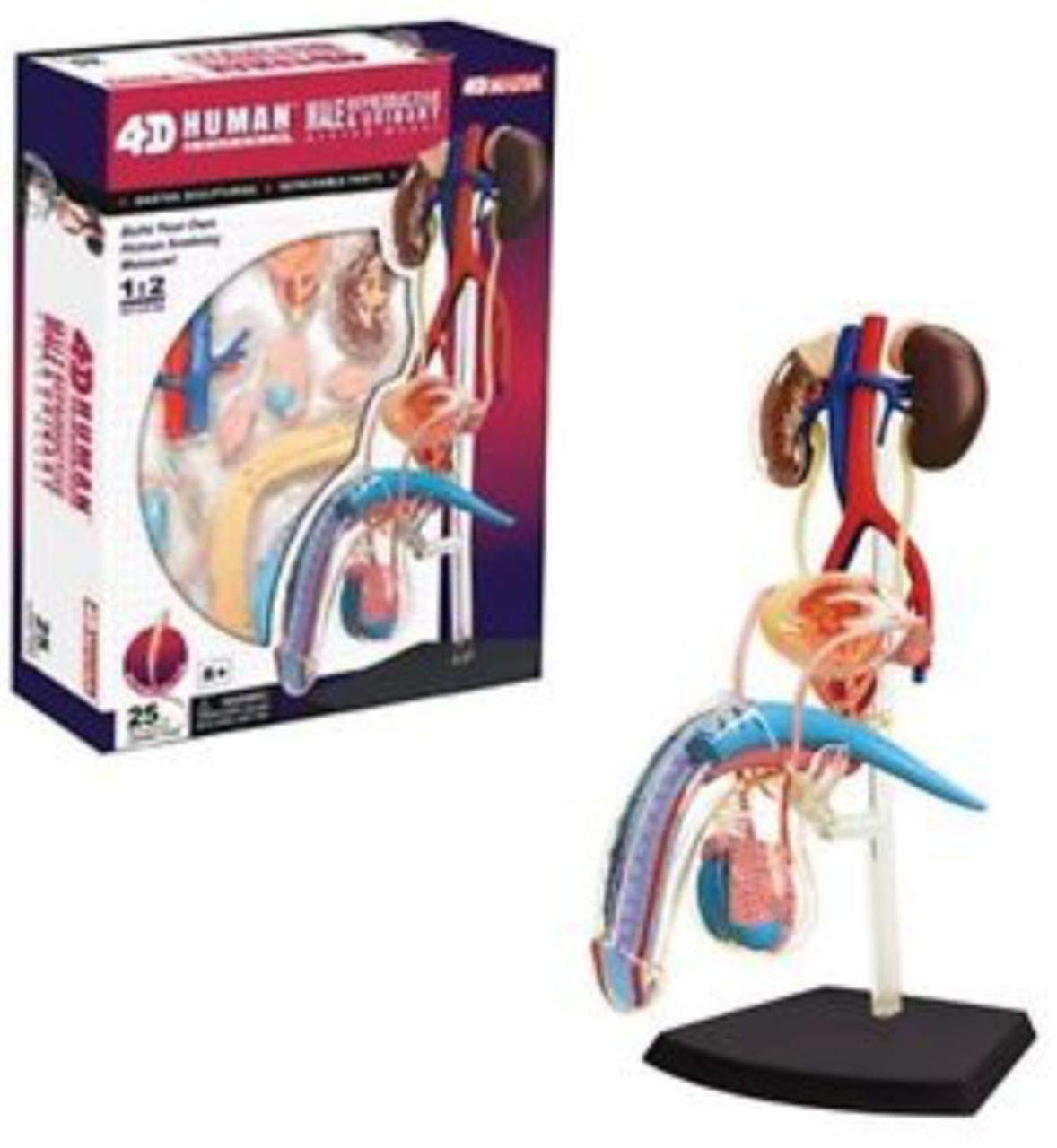 Amazon.co.jp: 人体解剖模型 立体パズル 4D HUMAN Anatomy 雄性生殖器