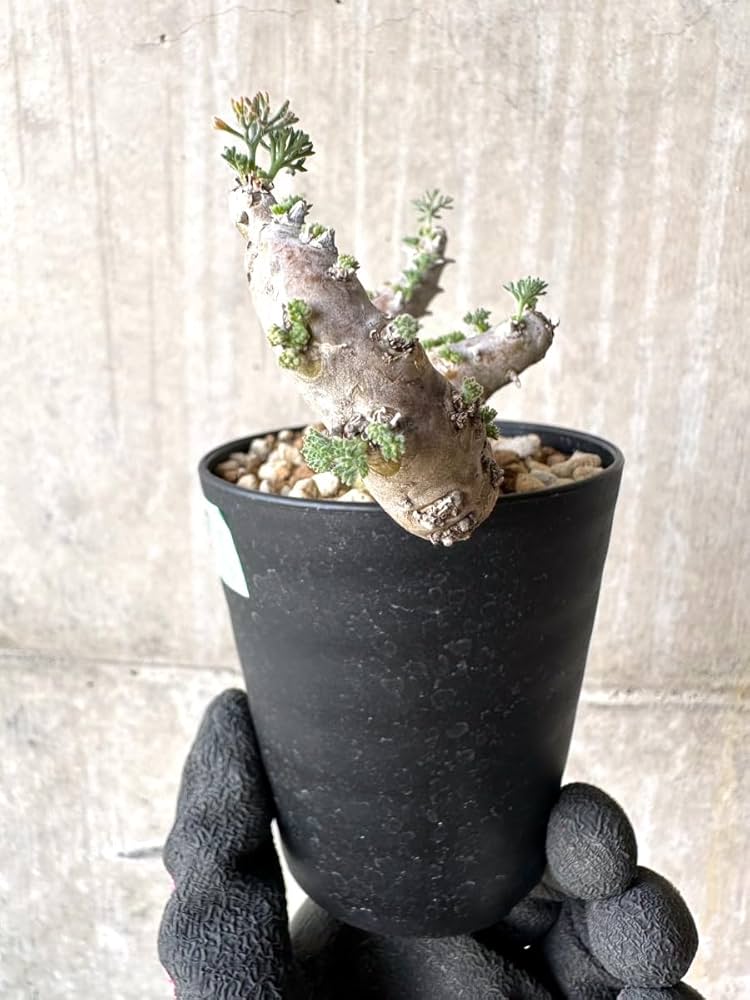 Amazon｜【現品限り】サルコカウロン・ムルチフィズム 現地株 おそらく