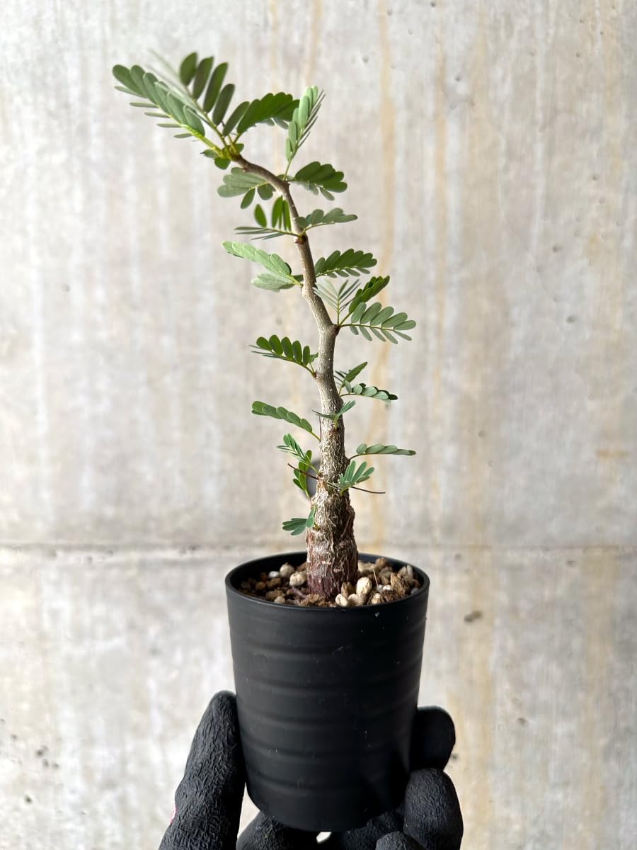 Amazon｜【現品限り】センナ・メリディオナリス 実生【H19】 Senna