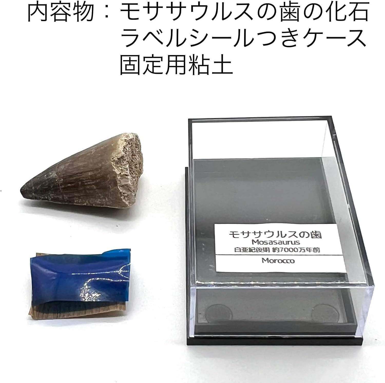 Amazon | つくしサイエンス モササウルスの歯 約25mm 化石 標本ケース