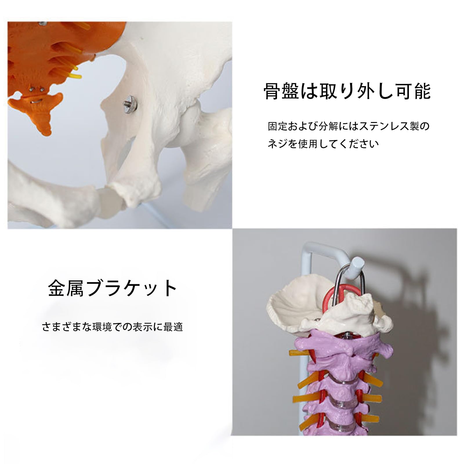 Amazon.co.jp: Ynaioang 脊髄骨盤模型 実物大 色付きの柔軟な脊椎解剖