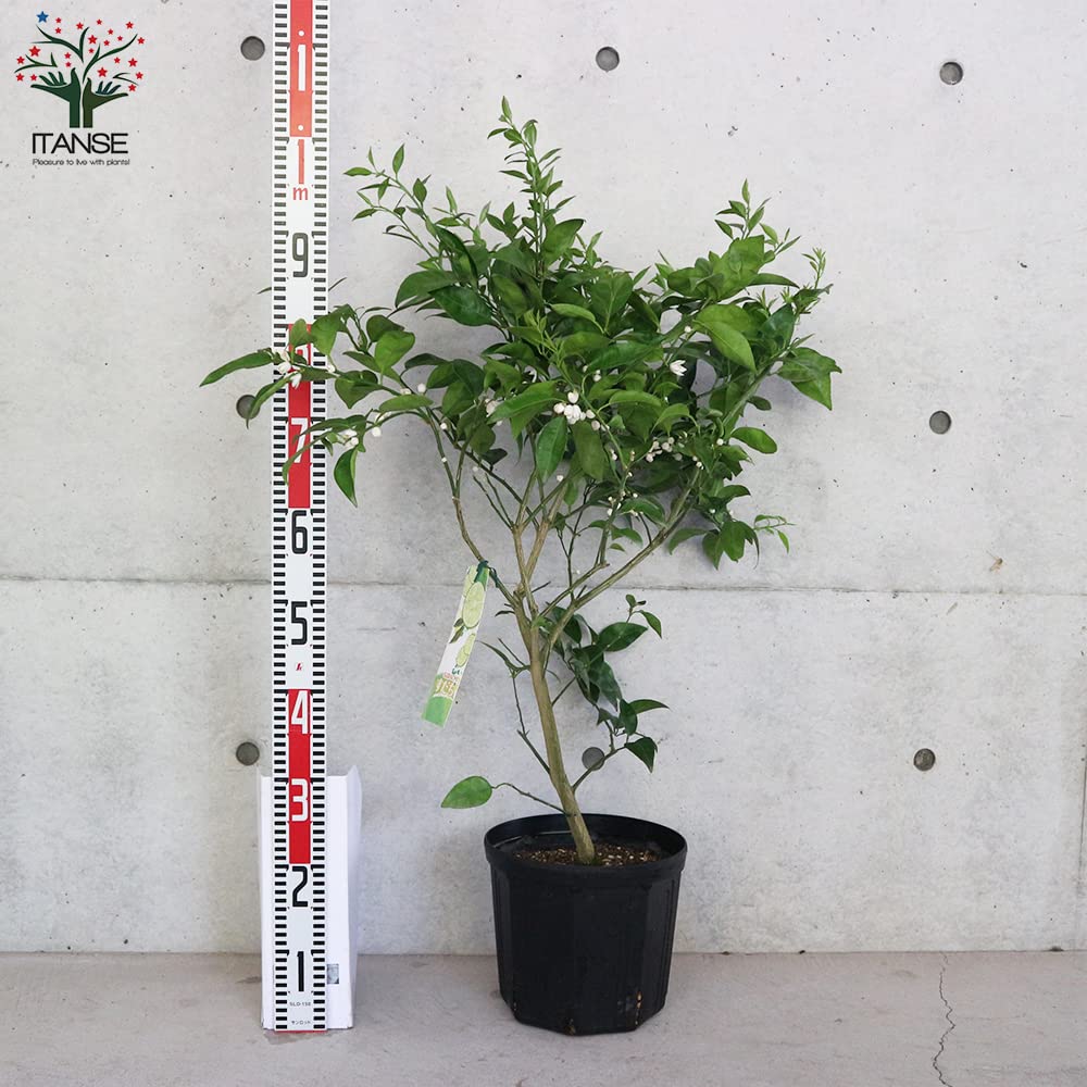 Amazon.co.jp: スダチの大苗 2年生 接木苗 8号スリット鉢【品種で