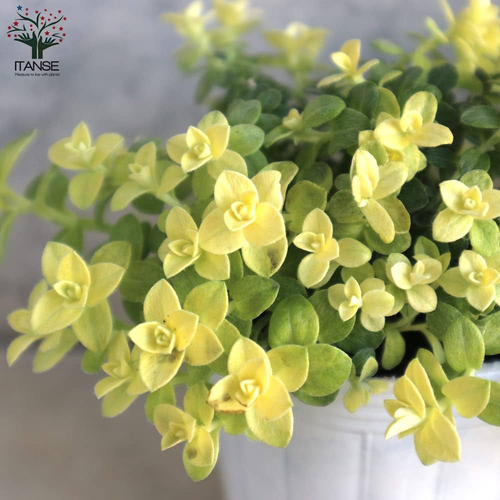 Amazon.co.jp: ITANSE ヘリクリサム ライムミニ 2.5号 2個セット