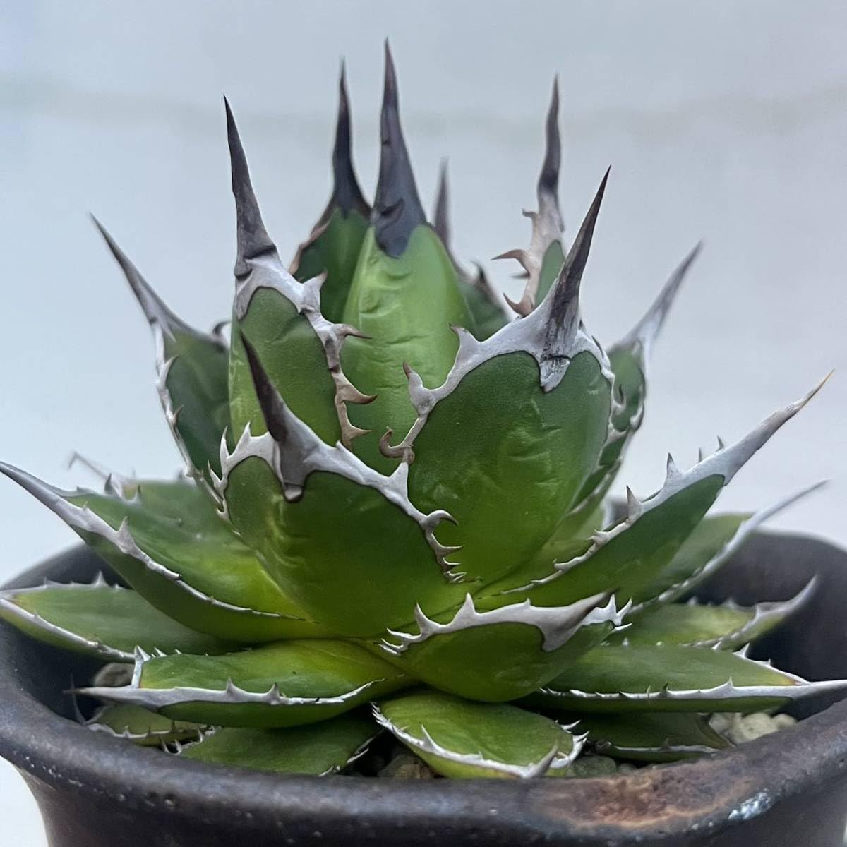 Amazon.co.jp: アガベ ホリダ 実生選抜 特選 コレクション株 強棘