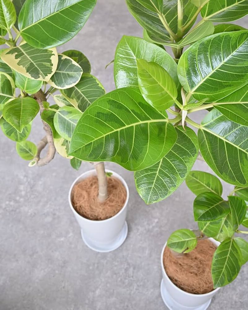 Amazon｜観葉植物 本物 フィカス・アルテシーマ・バリエガタ 曲がり樹