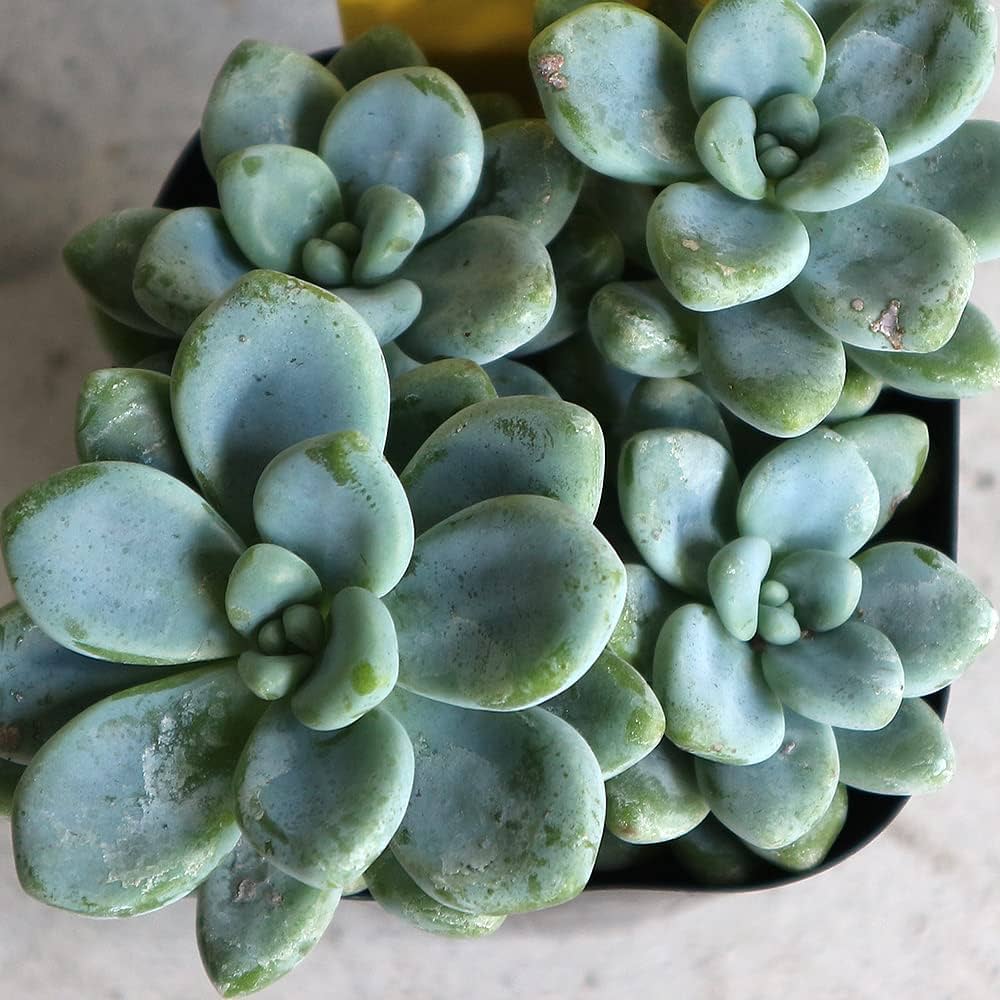 Amazon｜セダム オーロラ ブルー 3号ポット 1個売り【品種で選べる多肉