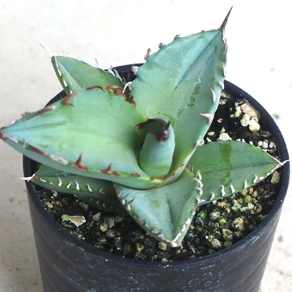 Amazon｜ITANSE アガベ チタノタ・ブルー 2.5号 1個売り【品種で