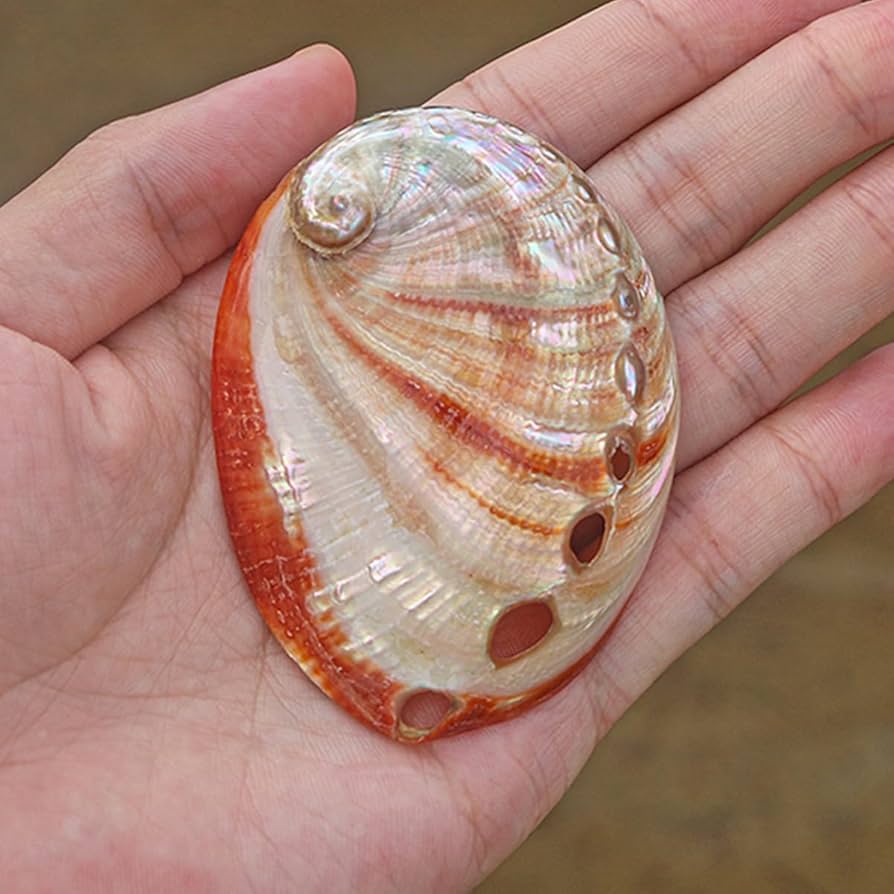 Amazon.co.jp: 貝殻 大 天然,大 ビーチシェル、 天然赤アワビ貝殻 片面