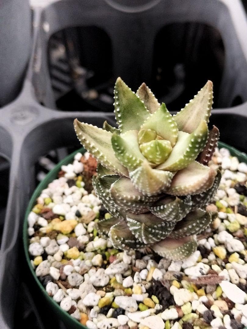 Amazon｜九輪塔錦（黄斑） ハオルチア 多肉植物｜観葉植物 オンライン通販