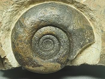 Amazon | デボン紀アンモナイトの化石【Platyclymeniasp.】【864g