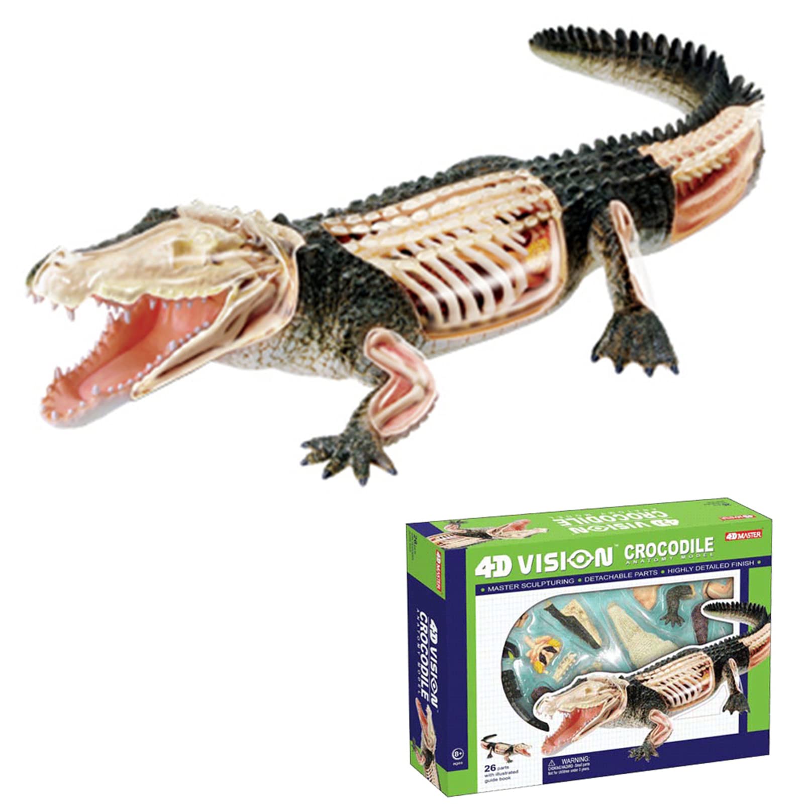 Amazon.co.jp: ワニ解剖モデル–26件の解体解剖可能動物モデル、医学