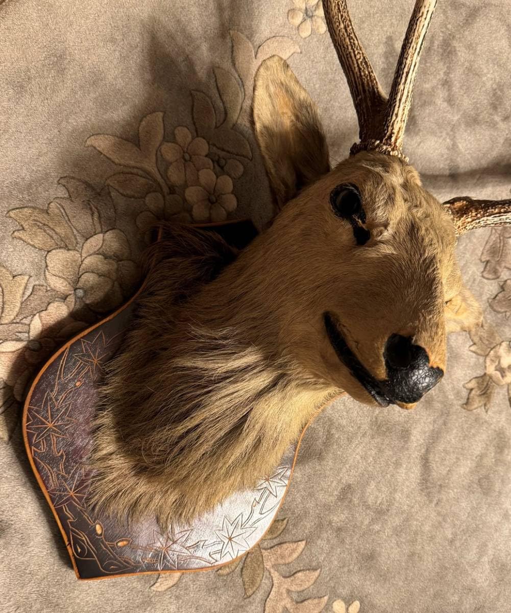 Amazon.co.jp: 豪華鹿シカはく製剥製角置物インテリア蝦夷シカ北海道