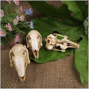 Amazon.co.jp: 本物のウサギの頭蓋骨 - 動物の頭蓋骨モデル - 剥製動物