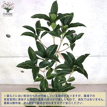 Amazon.co.jp: ITANSE 金木犀(キンモクセイ) 6号鉢【品種で