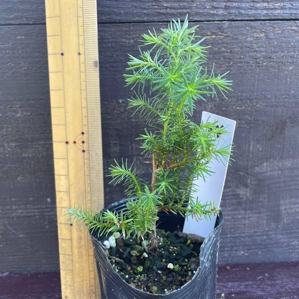 Amazon.co.jp: ヒムロスギ苗 薩摩杉サツマスギ : DIY・工具・ガーデン