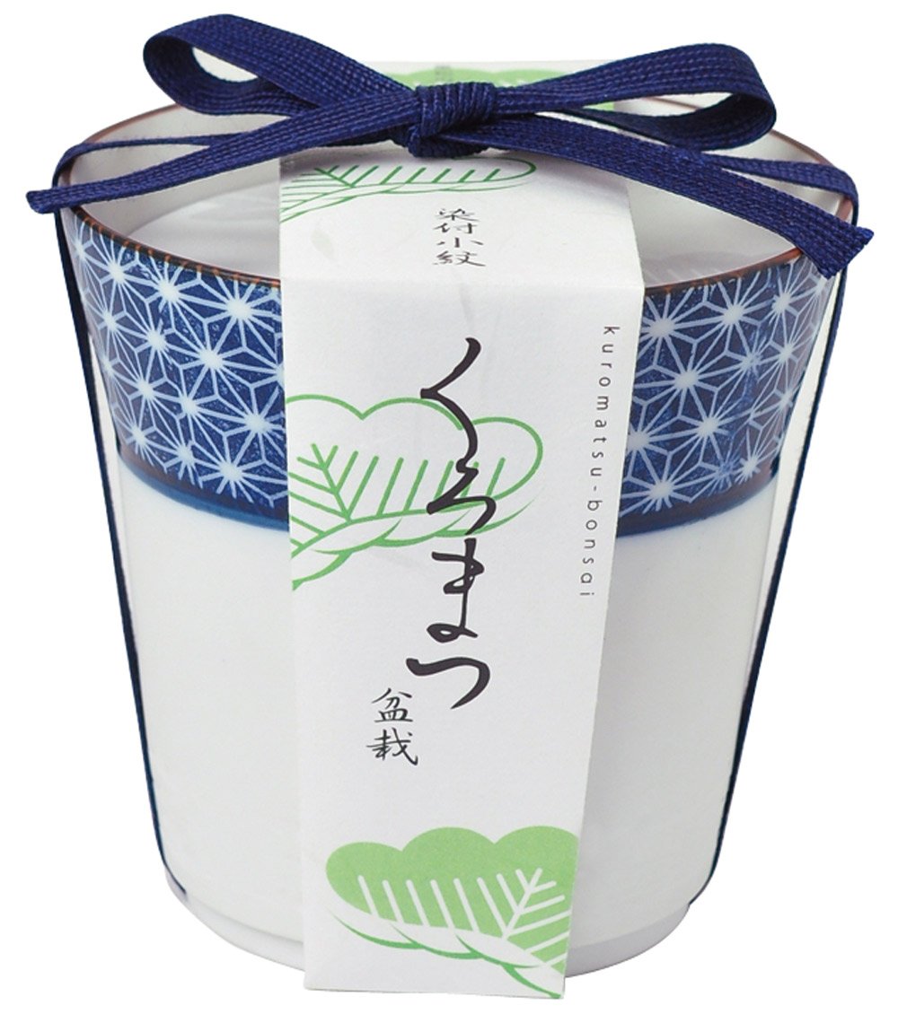 Amazon.co.jp: 聖新陶芸 染付小紋盆栽栽培セット 黒松 GD-45201: DIY