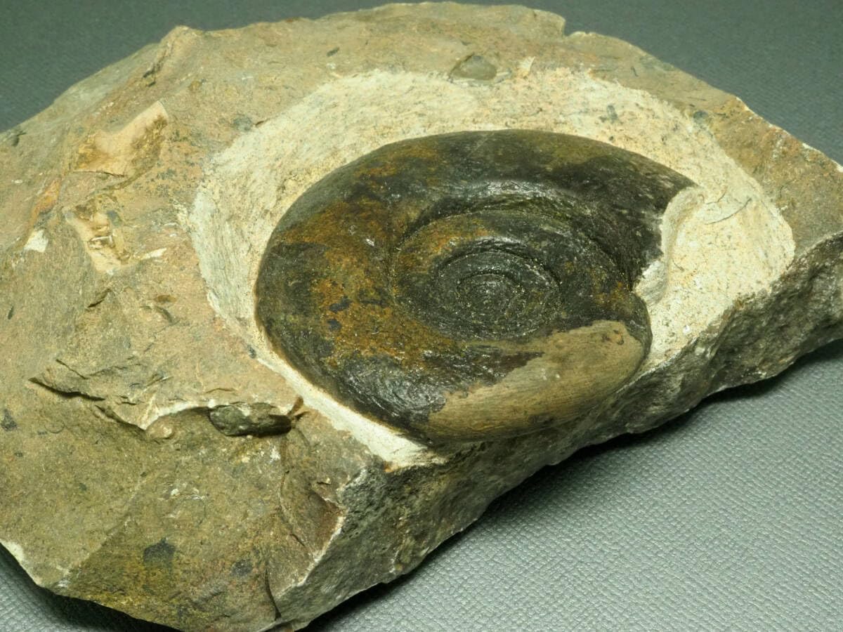 Amazon | デボン紀アンモナイトの化石【Platyclymeniasp.】【864g