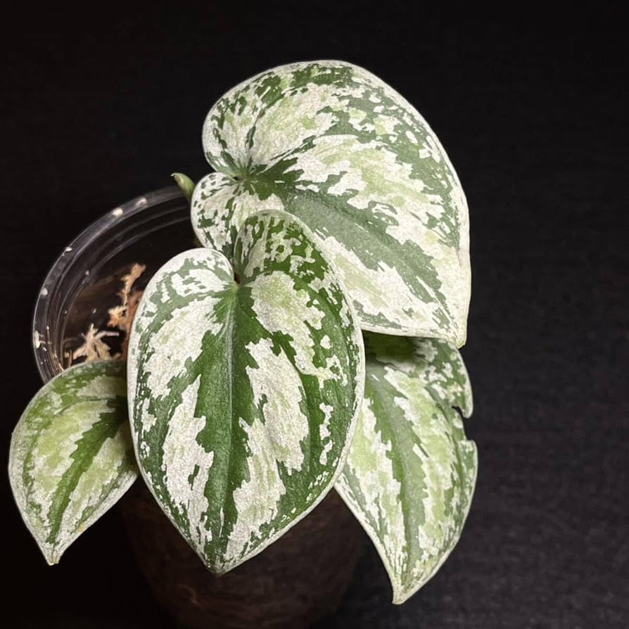 Amazon.co.jp: レア 22. Scindapsus Tricolor Silver Platinum