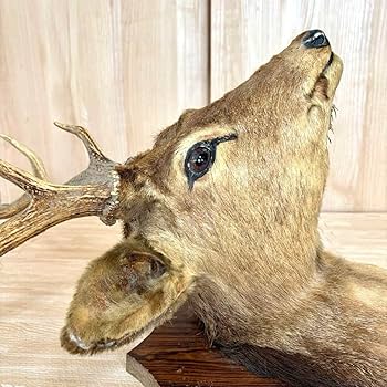 Amazon.co.jp: 鹿の剥製 蝦夷鹿の剥製 壁飾りハンティングトロフィー