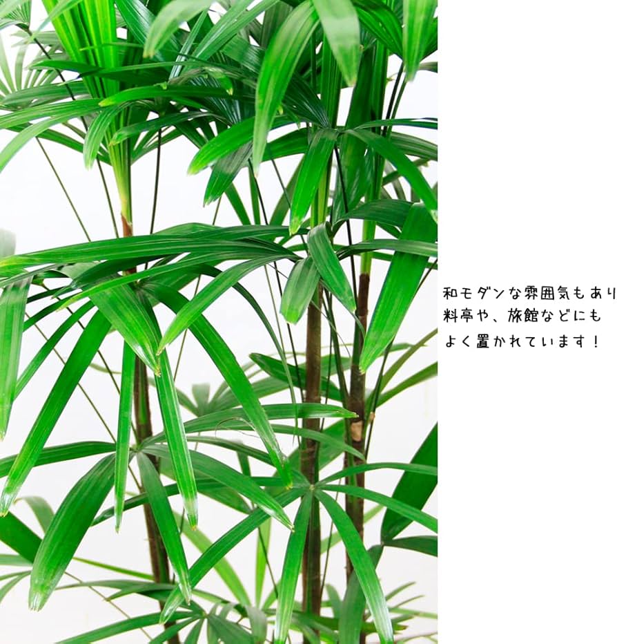 Amazon｜観葉植物 棕櫚竹（シュロチク） 8号 【ブラウン鉢カバー付