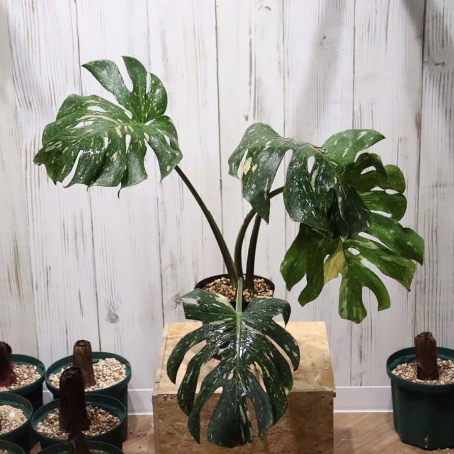 Amazon.co.jp: No.18大株モンステラ デリシオーサ タイコンステ