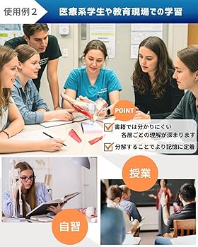 Amazon.co.jp: KIYOMARU 足部解剖模型 10パーツ 等身大 軟部組織付き