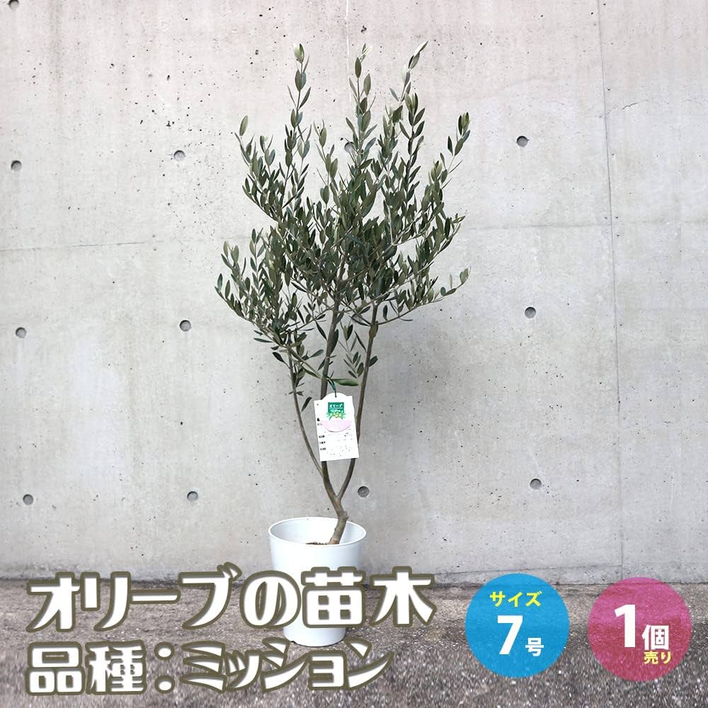 716TApq5r2L._AC_UF1000,